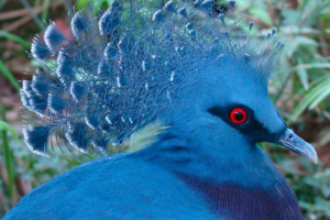 Venecene pigeon: кралска дама